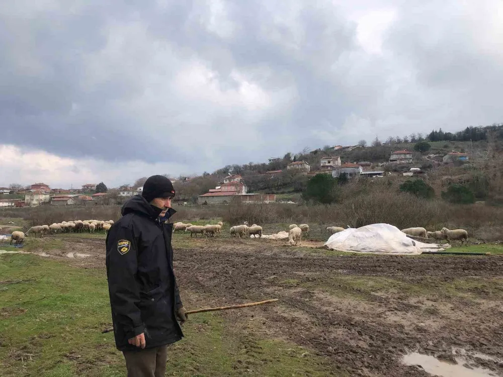 Kepsut’da küçükbaş hayvancılık yüz güldürüyor