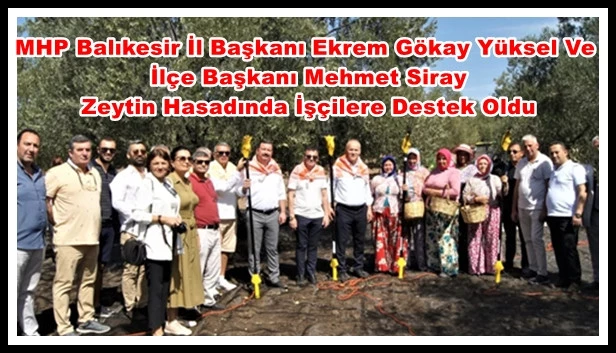 MHP Balıkesir İl Başkanı Ekrem Gökay Yüksel ve İlçe Başkanı Mehmet Siray Zeytin Hasadında İşçilere Destek Oldu