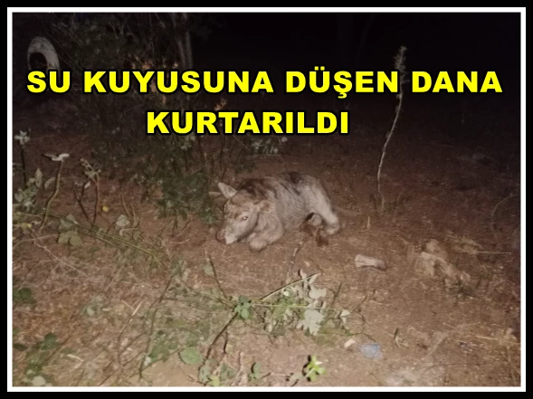 Su Kuyusuna Düşen Dana Kurtarıldı